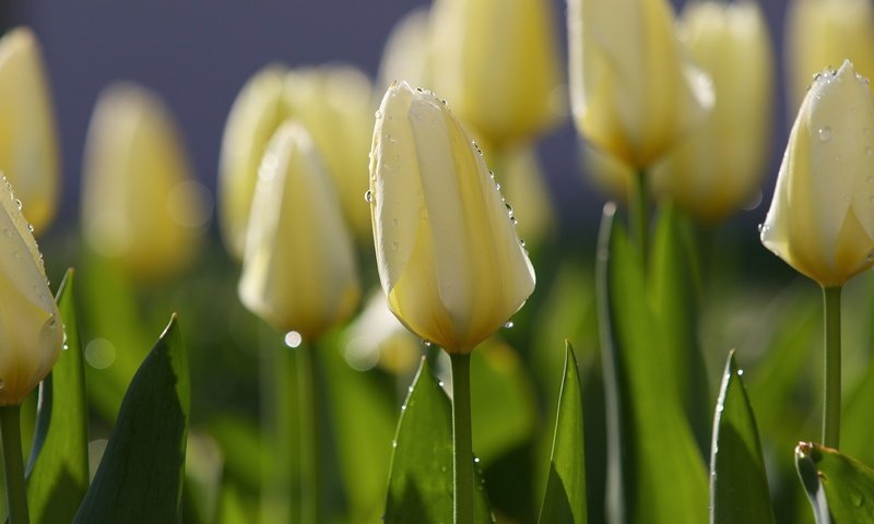 Обои цветы, утро, роса, капли, весна, тюльпаны, тюльпан, flowers, morning, rosa, drops, spring, tulips, tulip разрешение 2048x1365 Загрузить
