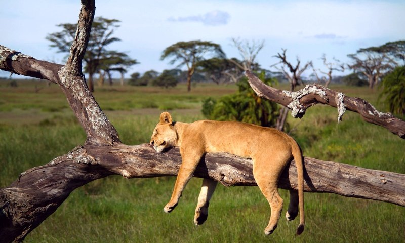 Обои дерево, спит, африка, лев, львица, серенгети, танзания, tree, sleeping, africa, leo, lioness, serengeti, tanzania разрешение 2048x1365 Загрузить