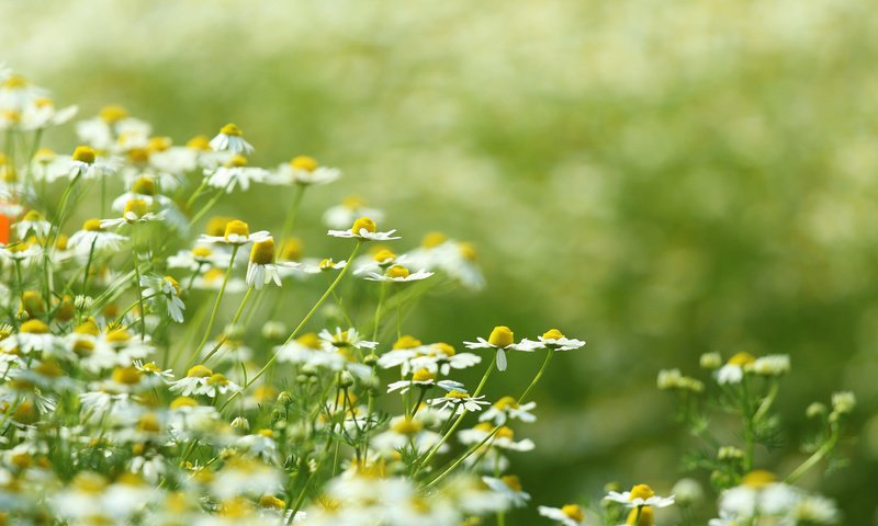 Обои цветы, природа, поле, луг, ромашки, белые, цветком, flowers, nature, field, meadow, chamomile, white, flower разрешение 2048x1365 Загрузить