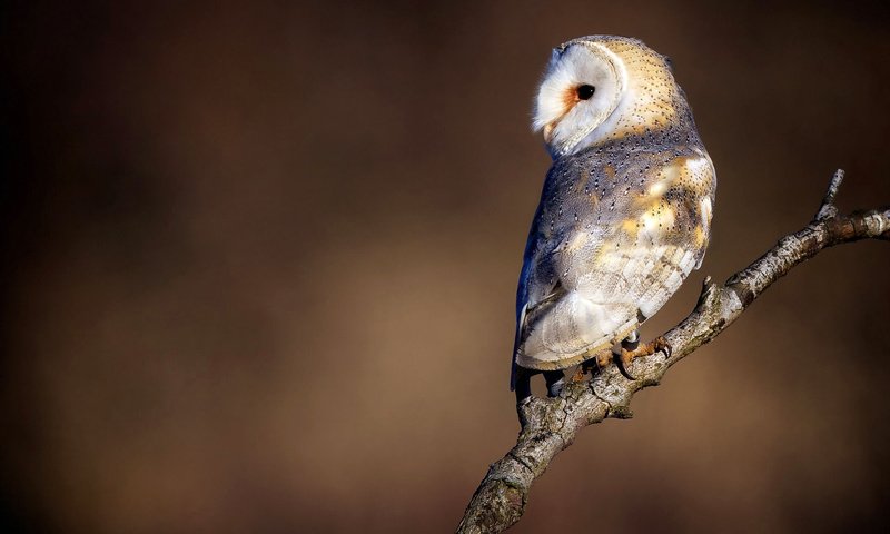 Обои сова, ветка, природа, взгляд, птица, сипуха, owl, branch, nature, look, bird, the barn owl разрешение 1920x1200 Загрузить