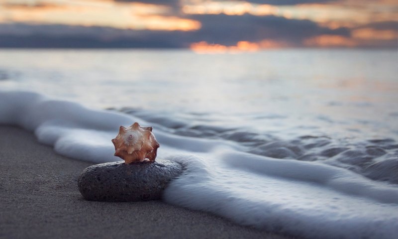 Обои берег, море, песок, пляж, ракушка, jhovany rosales, shore, sea, sand, beach, shell разрешение 2048x1365 Загрузить