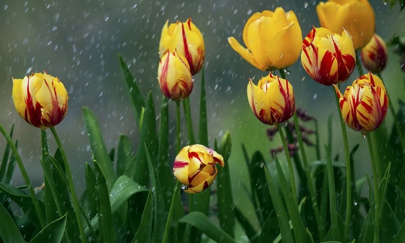 Обои цветы, природа, весна, дождь, тюльпаны, flowers, nature, spring, rain, tulips разрешение 2048x1366 Загрузить