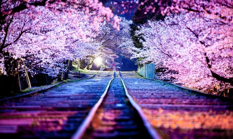 Обои ночь, огни, город, япония, киото, весна, сакура, night, lights, the city, japan, kyoto, spring, sakura разрешение 2048x1365 Загрузить