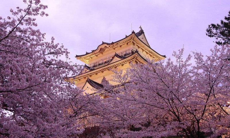 Обои город, пагода, япония, весна, сакура, the city, pagoda, japan, spring, sakura разрешение 2048x1365 Загрузить