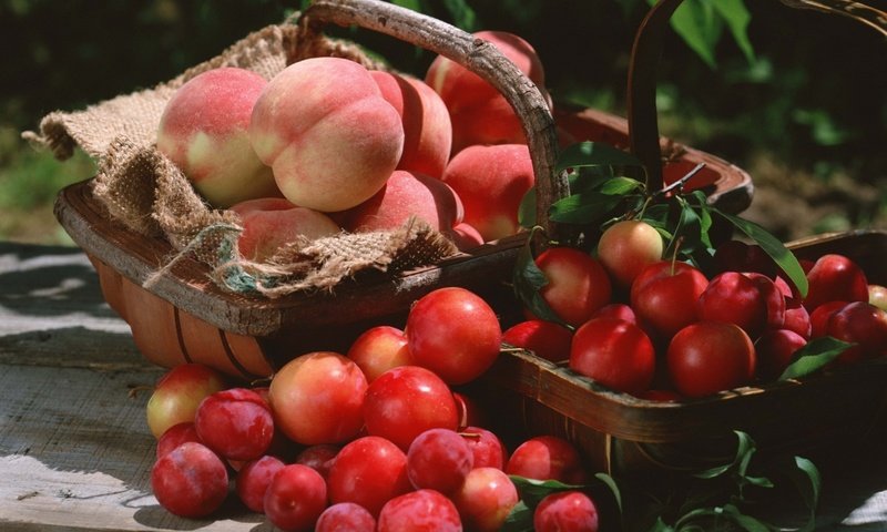 Обои фрукты, корзина, урожай, персики, сливы, fruit, basket, harvest, peaches, plum разрешение 1920x1362 Загрузить