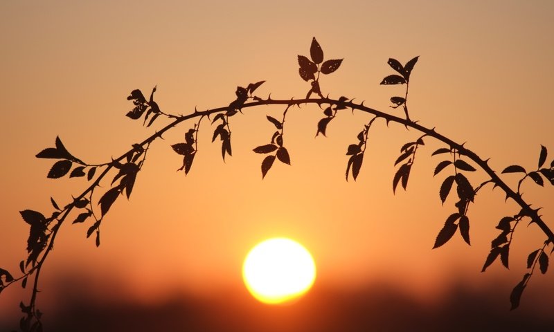 Обои ветка, солнце, листья, закат, стебель, боке, branch, the sun, leaves, sunset, stem, bokeh разрешение 4896x3264 Загрузить