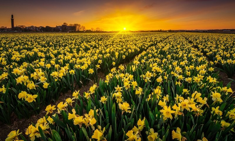 Обои цветы, закат, пейзаж, нидерланды, нарцисы, albert dros, flowers, sunset, landscape, netherlands, the narciso разрешение 2048x1365 Загрузить