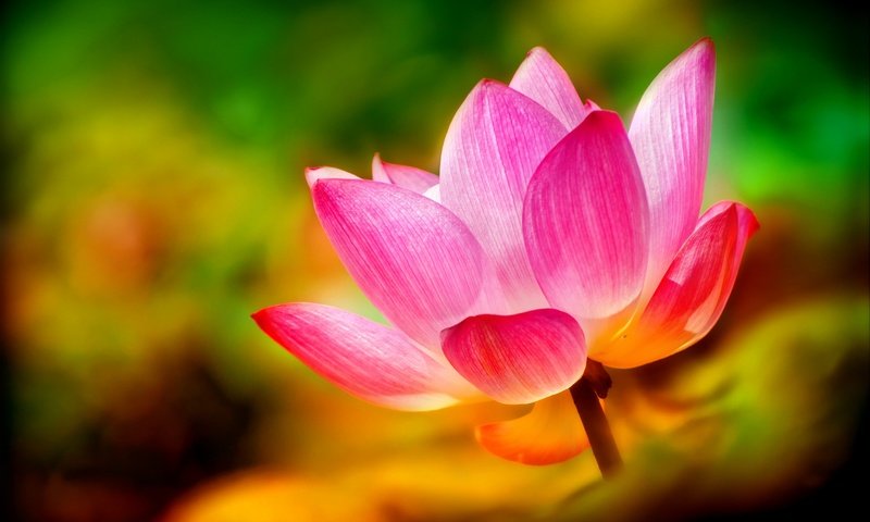 Обои фон, цветок, лепестки, лилия, лотос, background, flower, petals, lily, lotus разрешение 2048x1365 Загрузить