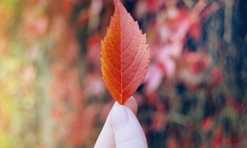 Обои рука, листок, осень, красный, лист, пальцы, hand, leaf, autumn, red, sheet, fingers разрешение 3872x2592 Загрузить
