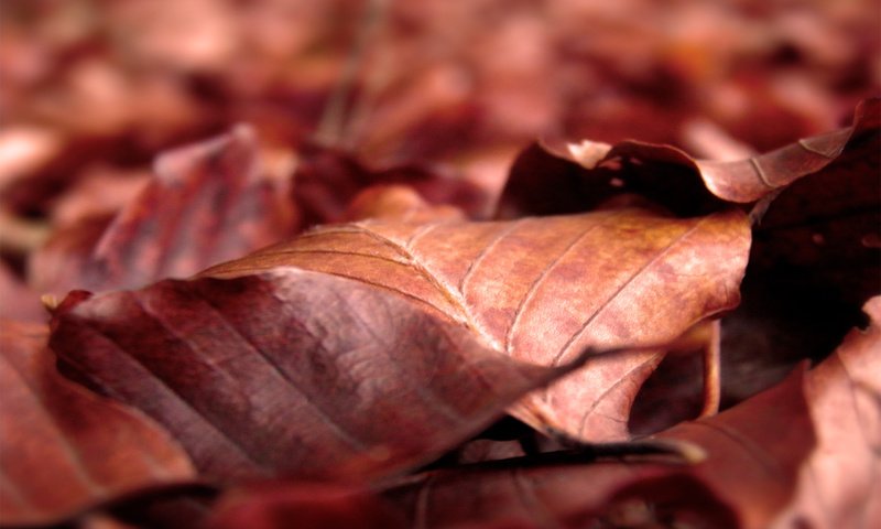 Обои природа, листья, макро, осень, сухие, осенние, nature, leaves, macro, autumn, dry разрешение 2560x1600 Загрузить