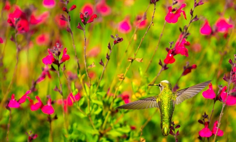 Обои цветы, крылья, птица, клюв, растение, колибри, flowers, wings, bird, beak, plant, hummingbird разрешение 2048x1365 Загрузить