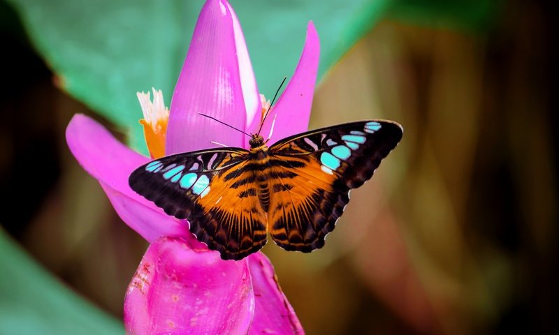 Обои макро, насекомое, цветок, бабочка, macro, insect, flower, butterfly разрешение 2048x1365 Загрузить