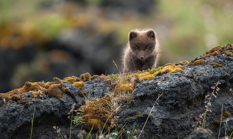 Обои скалы, природа, камни, малыш, песец, полярная лисица, alopex lagopus, rocks, nature, stones, baby, fox, polar fox разрешение 2048x1365 Загрузить