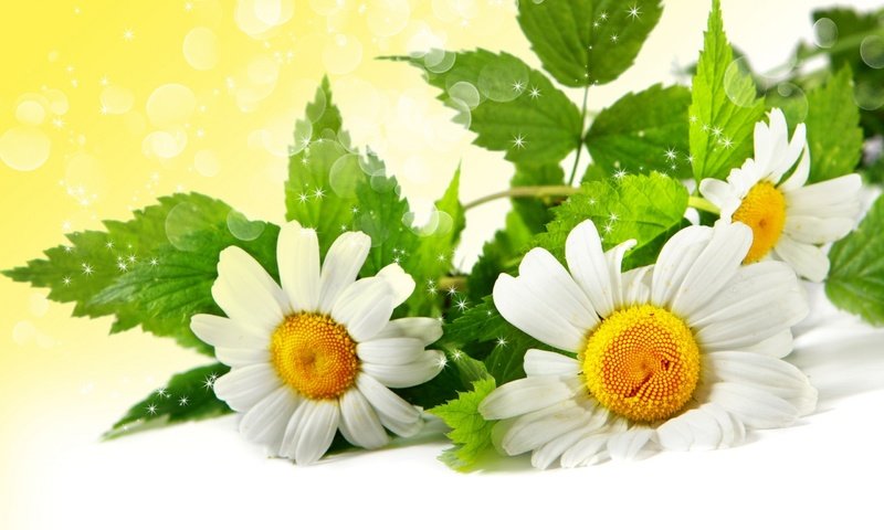 Обои цветы, листья, блики, зеленые, ромашки, белые, flowers, leaves, glare, green, chamomile, white разрешение 2560x1600 Загрузить