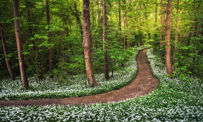 Обои дорога, цветы, деревья, лес, road, flowers, trees, forest разрешение 1920x1080 Загрузить