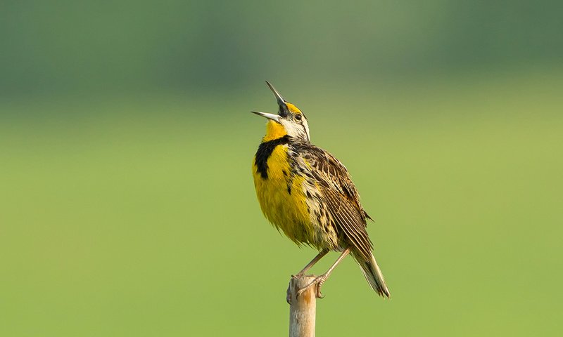 Обои цвет, птица, клюв, перья, столбик, color, bird, beak, feathers, column разрешение 1920x1279 Загрузить