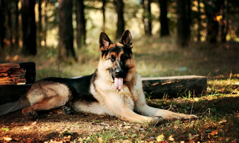 Обои лес, собака, немецкая овчарка, forest, dog, german shepherd разрешение 2000x1333 Загрузить