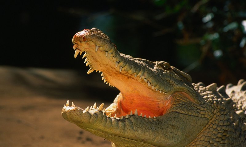 Обои зубы, крокодил, пасть, рептилия, пресмыкающиеся, аллигатор, teeth, crocodile, mouth, reptile, reptiles, alligator разрешение 2560x1600 Загрузить