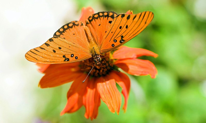 Обои макро, цветок, бабочка, крылья, насекомые, растение, macro, flower, butterfly, wings, insects, plant разрешение 1920x1200 Загрузить