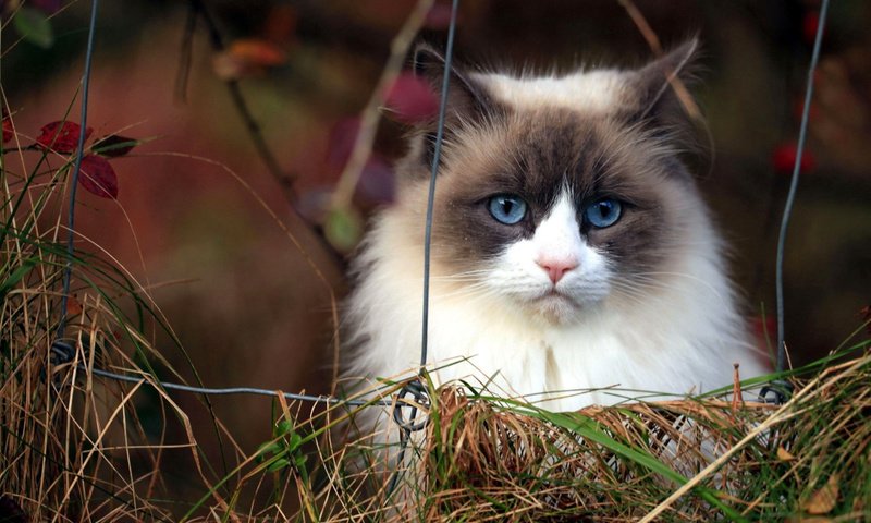 Обои морда, трава, кот, кошка, пушистый, сиамский, голубоглазый, рэгдолл, face, grass, cat, fluffy, siamese, blue-eyed, ragdoll разрешение 2560x1600 Загрузить