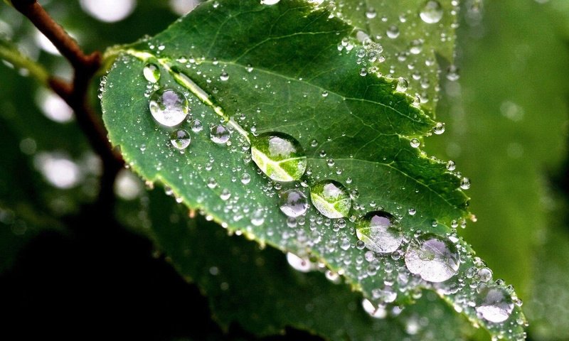 Обои природа, макро, роса, капли, лист, зеленые листья, капельки росы, nature, macro, rosa, drops, sheet, green leaves, drops of dew разрешение 1920x1200 Загрузить