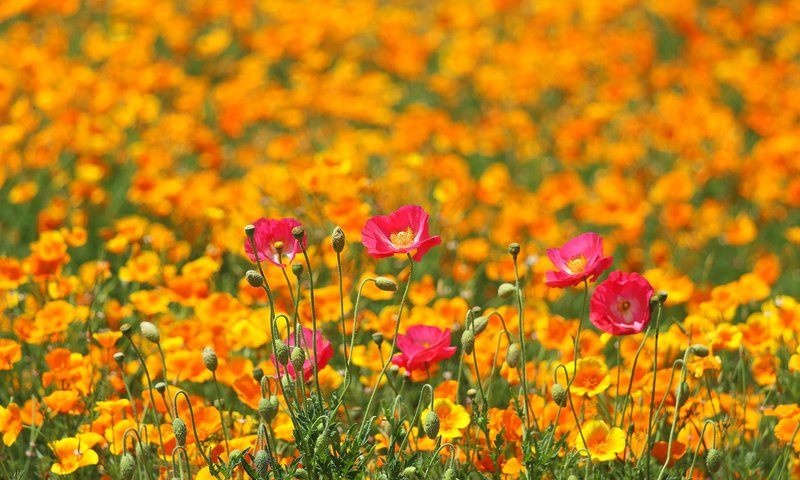 Обои цветы, поле, маки, луг, весна, разные вместе, flowers, field, maki, meadow, spring, different together разрешение 2048x1365 Загрузить