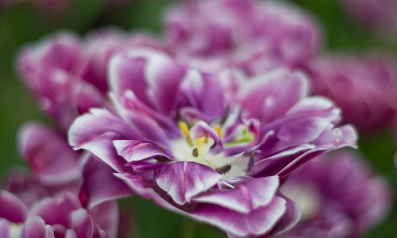 Обои цветы, макро, весна, тюльпаны, цветком, ~dgh~, raspberry ripple, flowers, macro, spring, tulips, flower разрешение 2048x1356 Загрузить