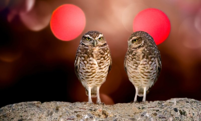 Обои взгляд, птицы, совы, сыч, look, birds, owls, owl разрешение 1920x1080 Загрузить
