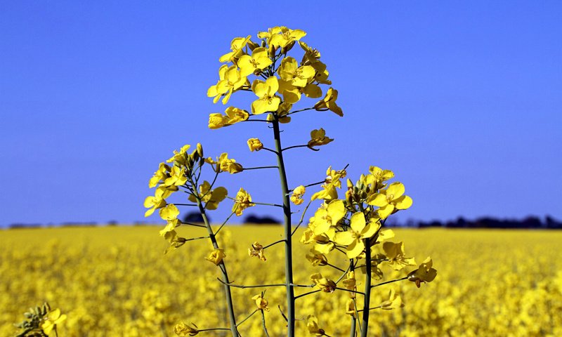 Обои небо, цветы, пейзаж, поле, растение, рапс, the sky, flowers, landscape, field, plant, rape разрешение 1920x1200 Загрузить