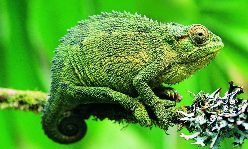 Обои ящерица, хамелеон, рептилия, lizard, chameleon, reptile разрешение 1920x1200 Загрузить