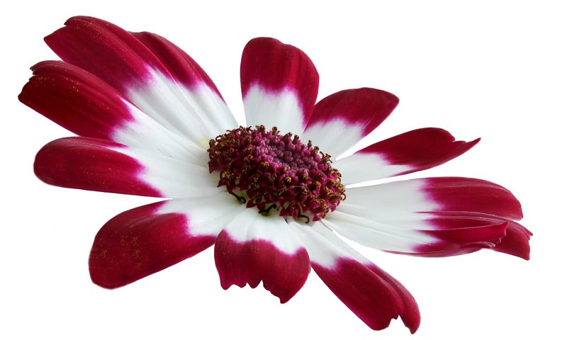 Обои макро, цветок, лепестки, хризантема, бордово-белая, macro, flower, petals, chrysanthemum, burgundy-white разрешение 2048x1333 Загрузить