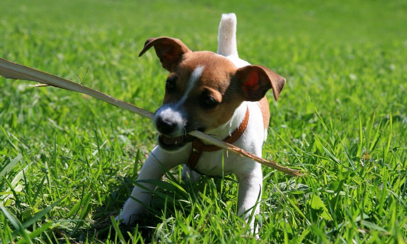 Обои собака, щенок, игра, палка, джек-рассел-терьер, dog, puppy, the game, stick, jack russell terrier разрешение 3888x2592 Загрузить