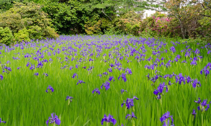 Обои цветы, трава, деревья, луг, ирис, flowers, grass, trees, meadow, iris разрешение 2048x1365 Загрузить
