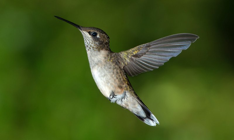 Обои фон, полет, крылья, птица, колибри, background, flight, wings, bird, hummingbird разрешение 4069x2716 Загрузить