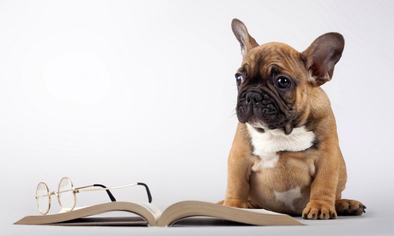 Обои мордочка, очки, собака, щенок, книга, лапки, мопс, muzzle, glasses, dog, puppy, book, legs, pug разрешение 2560x1600 Загрузить