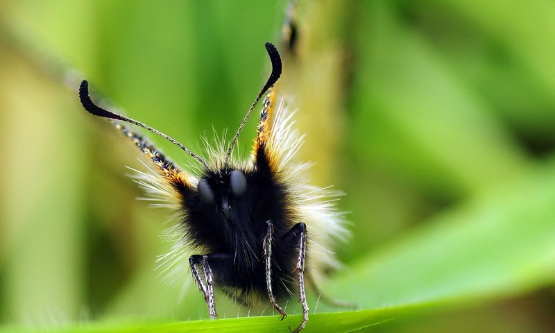 Обои глаза, макро, насекомое, бабочка, ziva & amir, apollo, eyes, macro, insect, butterfly разрешение 3502x2320 Загрузить