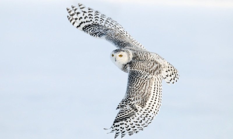 Обои сова, полет, крылья, птица, полярная сова, белая сова, owl, flight, wings, bird, snowy owl, white owl разрешение 1920x1200 Загрузить