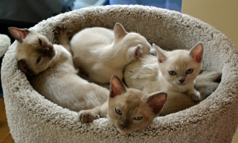Обои кошки, котята, мордочки, тонкинез, cats, kittens, faces, tonkinese разрешение 4608x3072 Загрузить