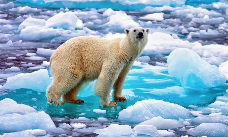 Обои медведь, лёд, белый, арктика, полярный, bear, ice, white, arctic, polar разрешение 1920x1200 Загрузить