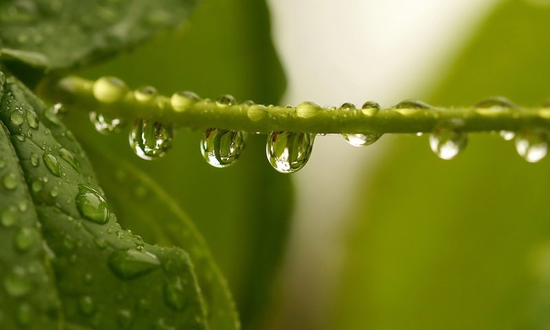 Обои вода, листья, капли, зеленые, растение, стебель, water, leaves, drops, green, plant, stem разрешение 1920x1200 Загрузить