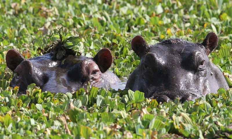 Обои глаза, зелень, пара, купание, бегемоты, eyes, greens, pair, bathing, hippos разрешение 3508x1669 Загрузить