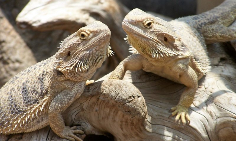 Обои ящерица, рептилия, пресмыкающиеся, бородатая агама, агама, lizard, reptile, reptiles, bearded agama, agama разрешение 2418x1606 Загрузить