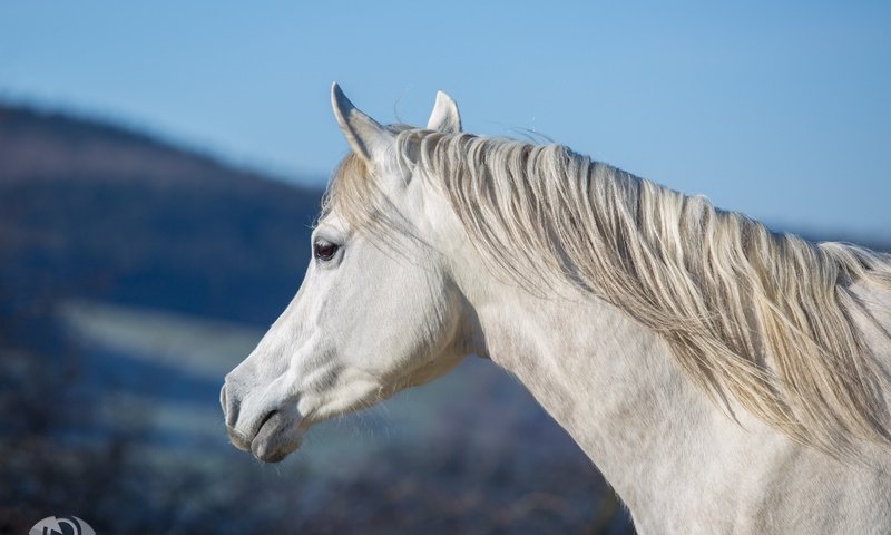 Обои морда, небо, лошадь, профиль, конь, грива, шея, (с) oliverseitz, face, the sky, horse, profile, mane, neck, (c) oliverseitz разрешение 3100x1980 Загрузить