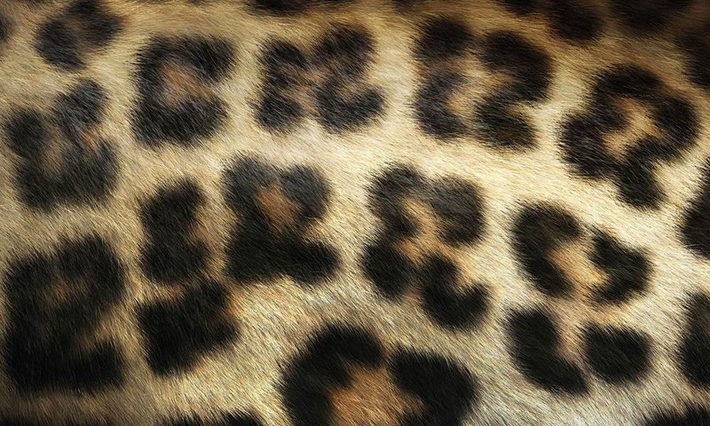 Обои текстура, леопард, мех, texture, leopard, fur разрешение 1920x1200 Загрузить