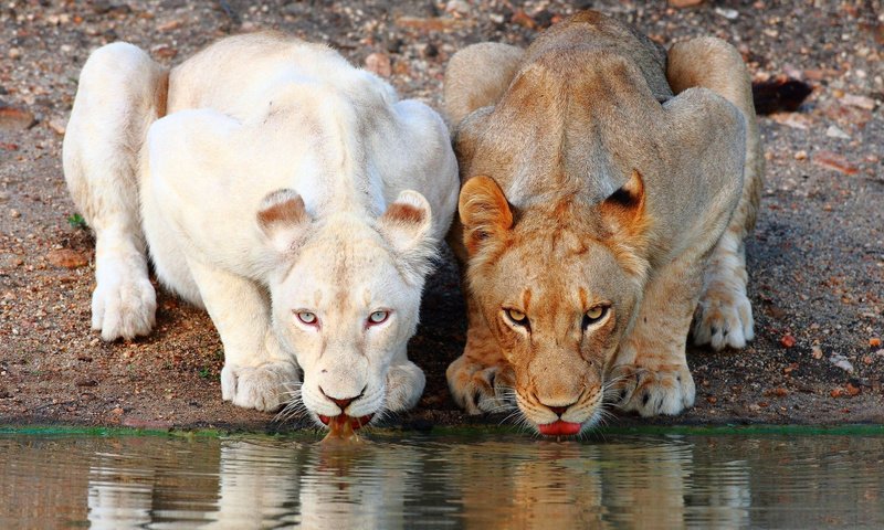 Обои львы, коричневая, белая, водопой, львицы, lions, brown, white, drink, lioness разрешение 1920x1080 Загрузить