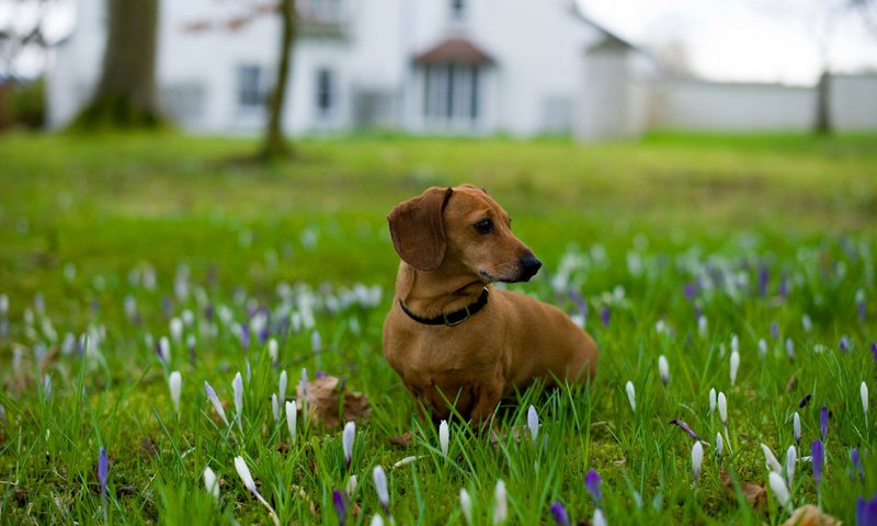 Обои цветы, трава, собака, ошейник, такса, flowers, grass, dog, collar, dachshund разрешение 2560x1600 Загрузить