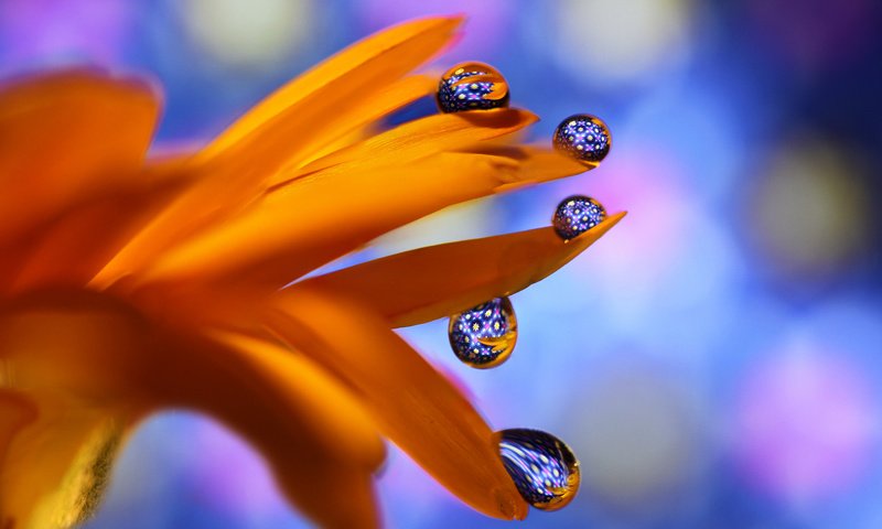 Обои макро, цветок, капли, оранжевый, боке, гербера, macro, flower, drops, orange, bokeh, gerbera разрешение 2048x1317 Загрузить