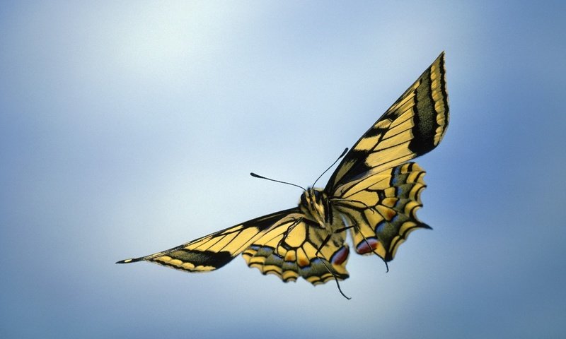 Обои макро, насекомое, фон, бабочка, крылья, macro, insect, background, butterfly, wings разрешение 1920x1080 Загрузить