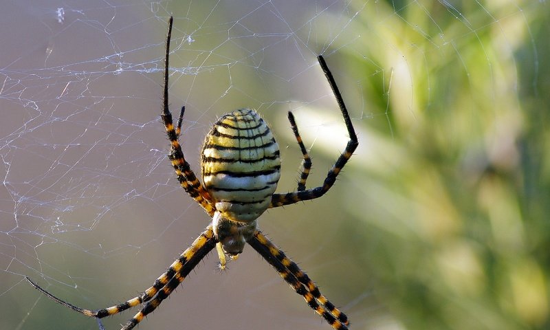 Обои макро, насекомое, паук, паутина, ziva & amir, wasp spider, macro, insect, spider, web разрешение 2880x2178 Загрузить