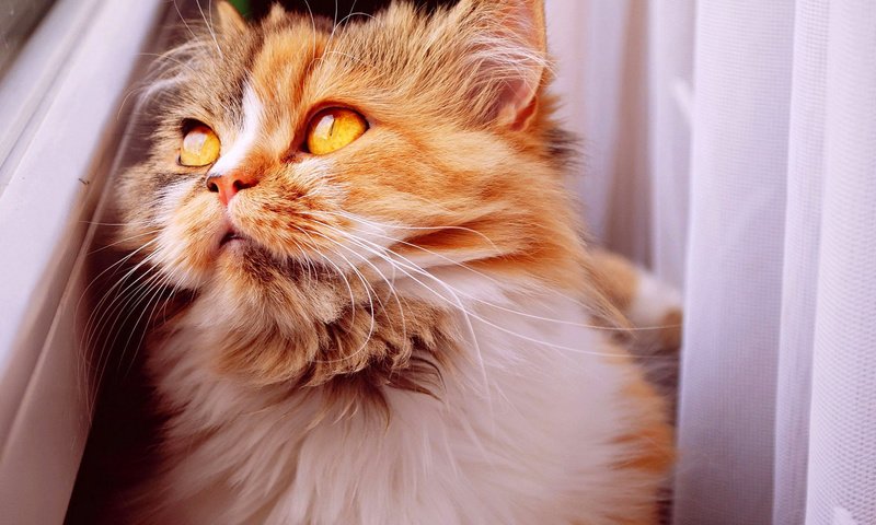 Обои кот, мордочка, усы, кошка, взгляд, пушистый, рыжий, cat, muzzle, mustache, look, fluffy, red разрешение 1920x1080 Загрузить